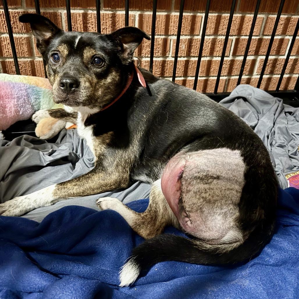 Enlarge Lucky Lola, a Adoptable Mixed Breed in Little Rock, AR image 6/6