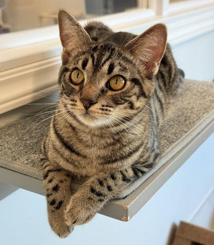 First Mate, Adoptable, Adult Male Domestic Short Hair & Domestic Short Hair.