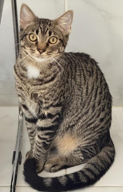 First Mate, a Adoptable Domestic Short Hair in Venice, FL image 2/3