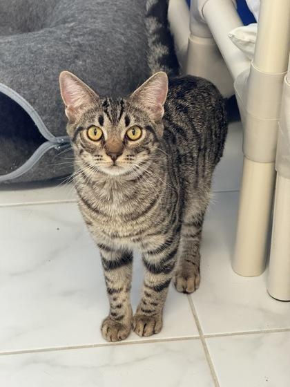 First Mate, a Adoptable Domestic Short Hair in Venice, FL image 3/3