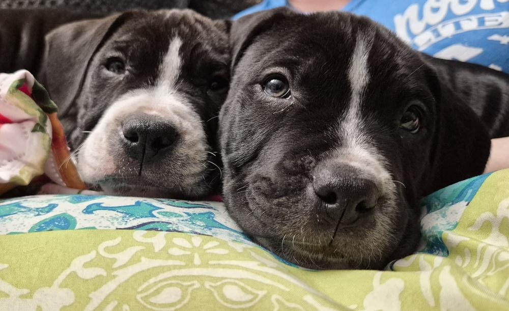 Theodore, Adoptable, Puppy Male Bullmastiff & Pit Bull Terrier.