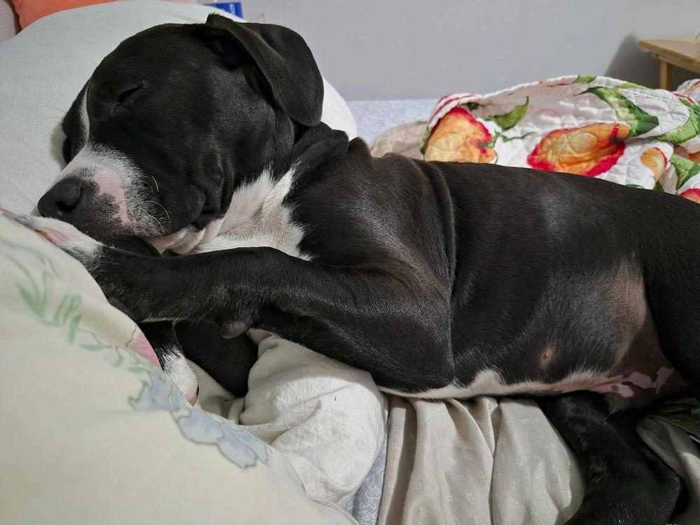 Enlarge Theodore, a Adoptable mixed breed in Lincoln Park, MI image 1/5