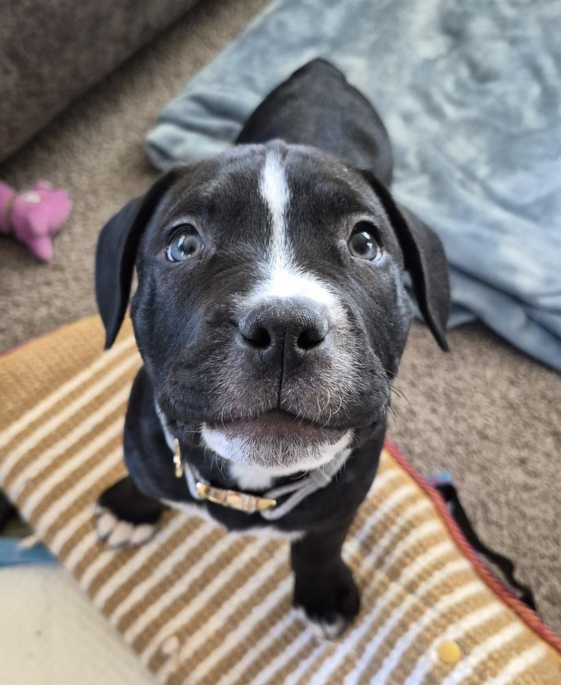 Enlarge Theodore, a Adoptable mixed breed in Lincoln Park, MI image 2/6