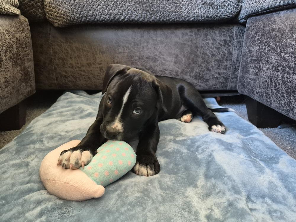 Enlarge Theodore, a Adoptable mixed breed in Lincoln Park, MI image 3/6