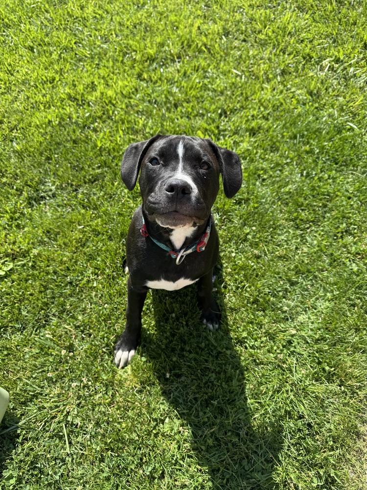 Enlarge Theodore, a Adoptable mixed breed in Lincoln Park, MI image 4/5