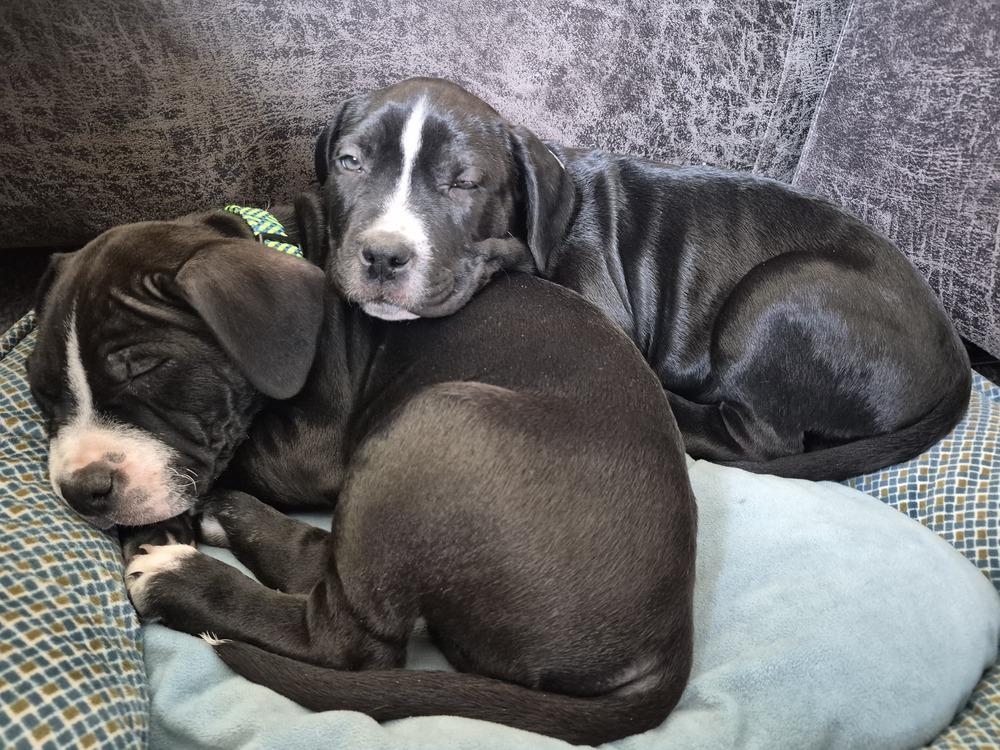 Enlarge Theodore, a Adoptable mixed breed in Lincoln Park, MI image 4/6