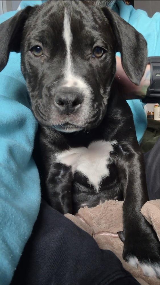 Enlarge Theodore, a Adoptable mixed breed in Lincoln Park, MI image 5/6