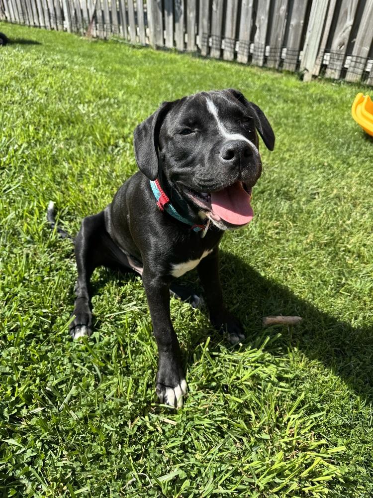 Enlarge Theodore, a Adoptable mixed breed in Lincoln Park, MI image 5/5