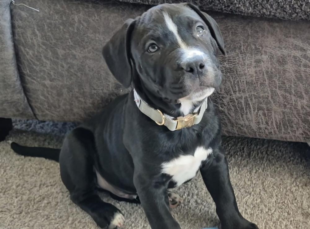 Enlarge Theodore, a Adoptable mixed breed in Lincoln Park, MI image 6/6