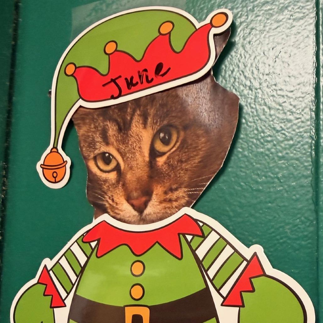 June, Adoptable, Adult Female Domestic Short Hair.