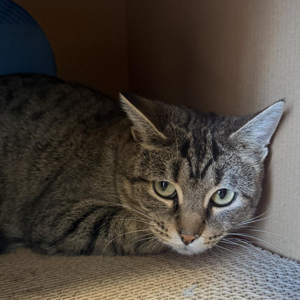 June, a Adoptable Domestic Short Hair in Waukesha, WI image 3/4