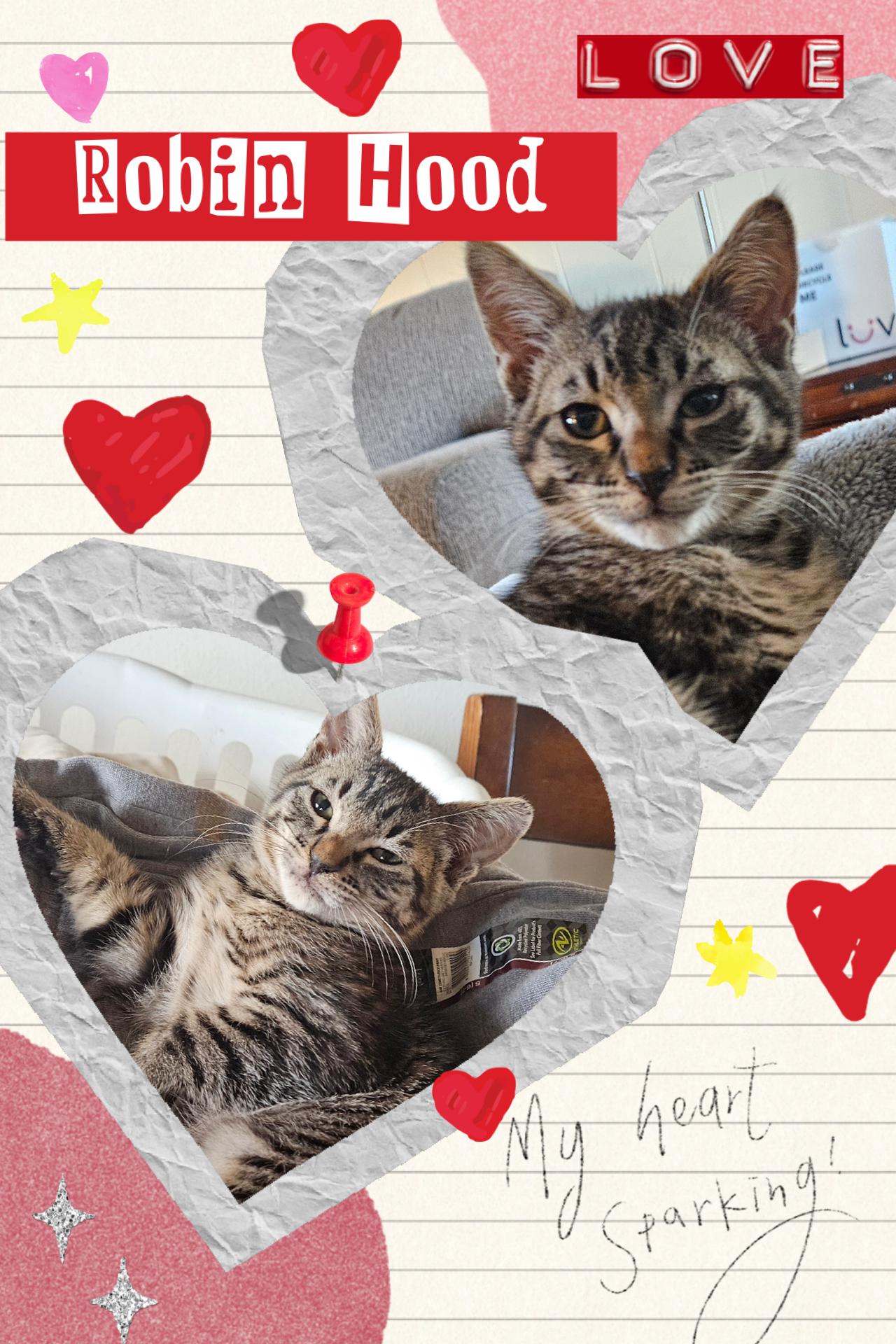 Enlarge Robin Hood, an adopted Tabby in Pasco, WA image 3/3