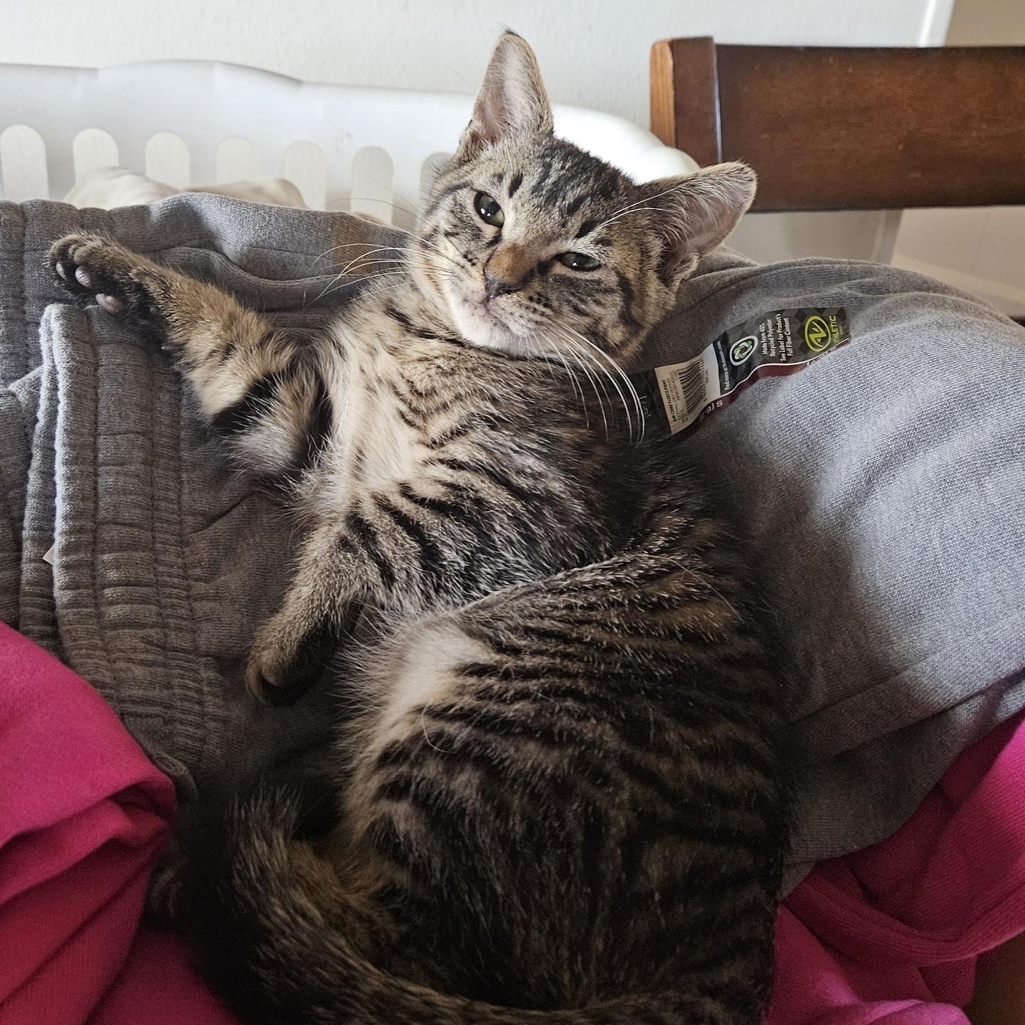 Enlarge Robin Hood, an adopted Tabby in Pasco, WA image 2/3