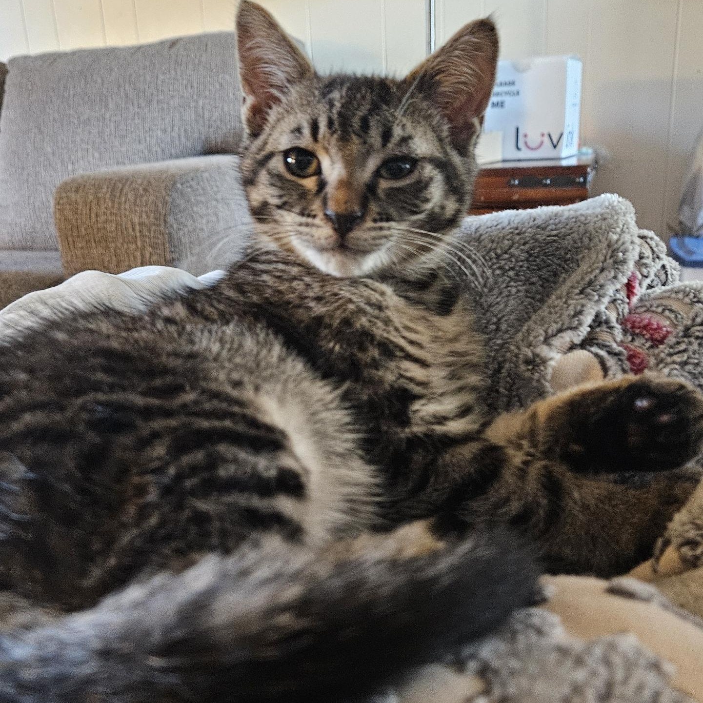 Robin Hood, adopted, Kitten Male Tabby.