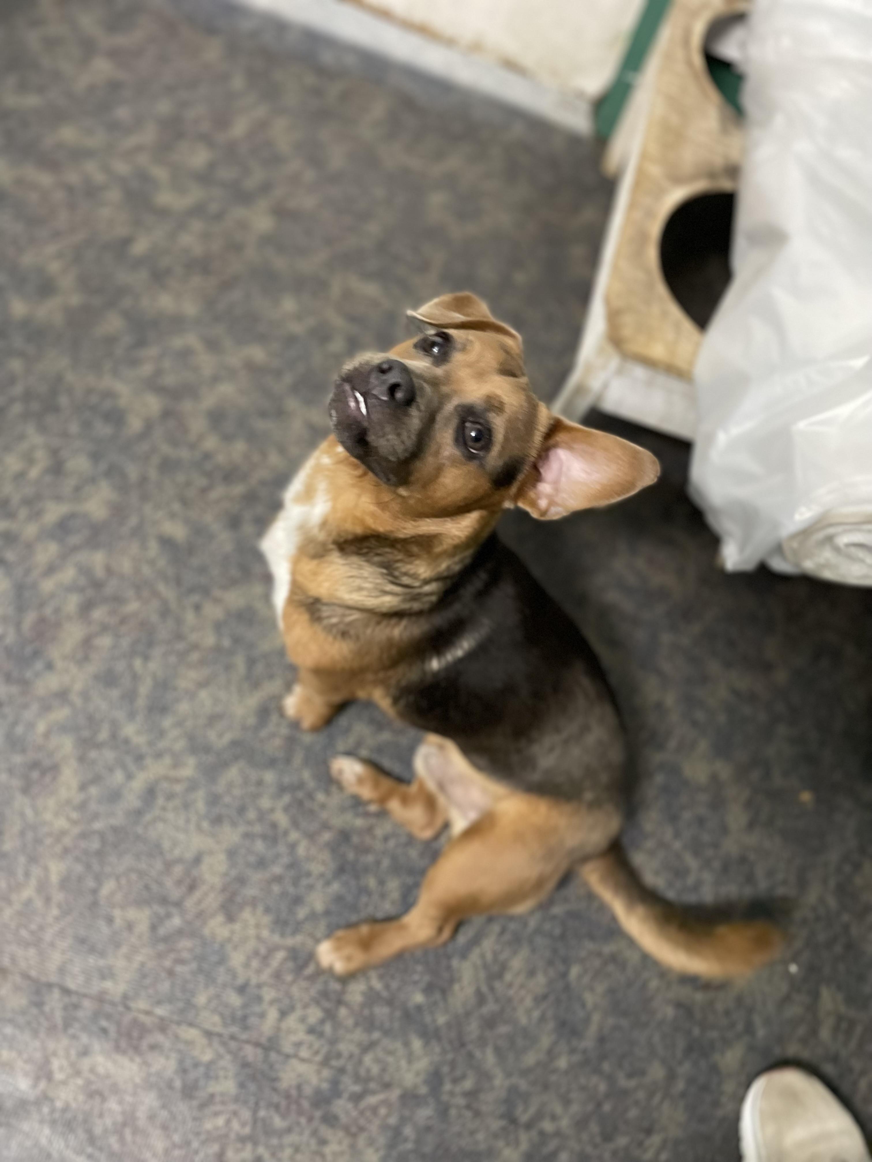 Enlarge Cappie, an adopted mixed breed in Blytheville, AR image 2/3