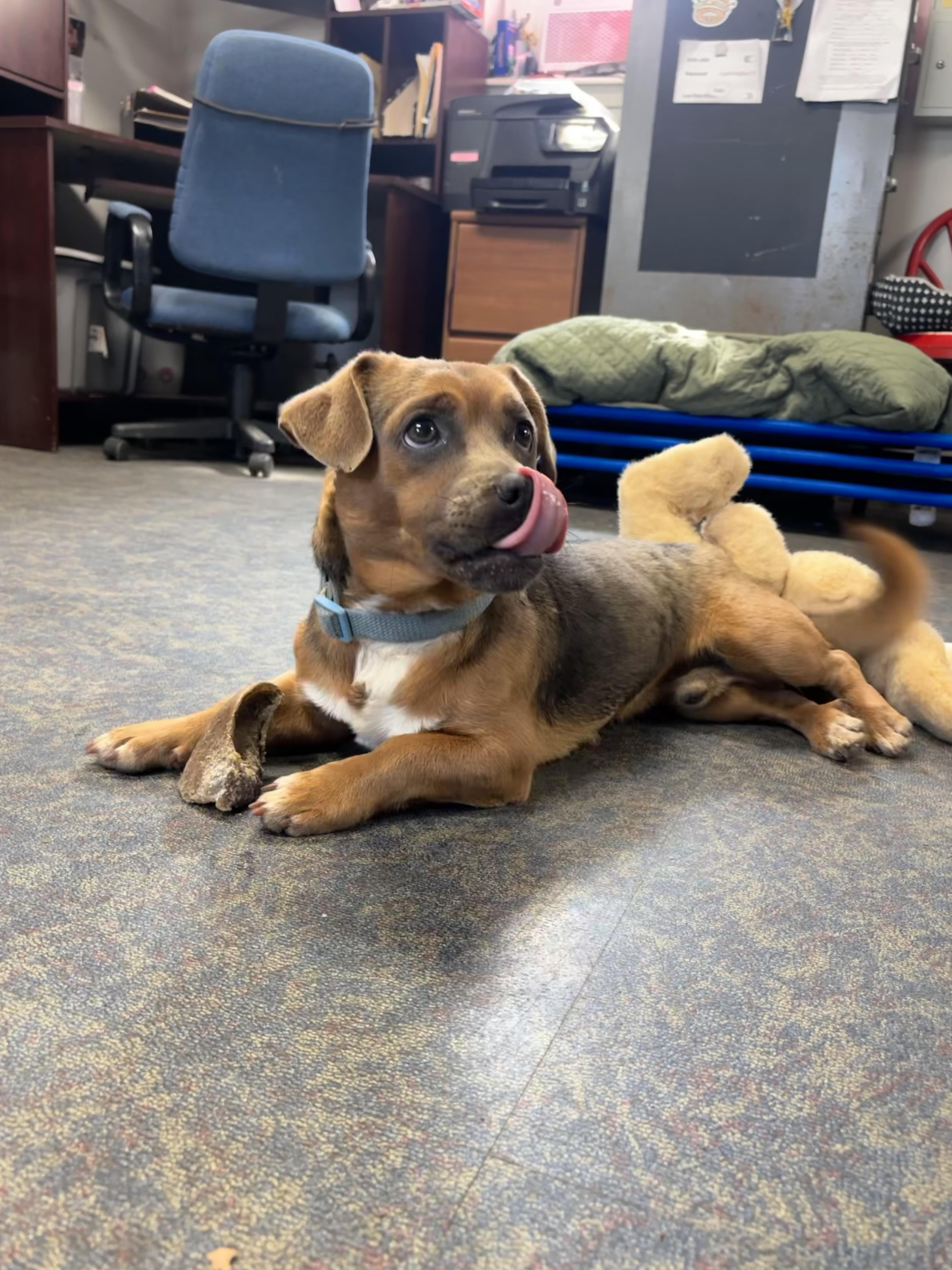 Enlarge Scrappy, a ADOPTABLE mixed breed in Blytheville, AR image 3/3