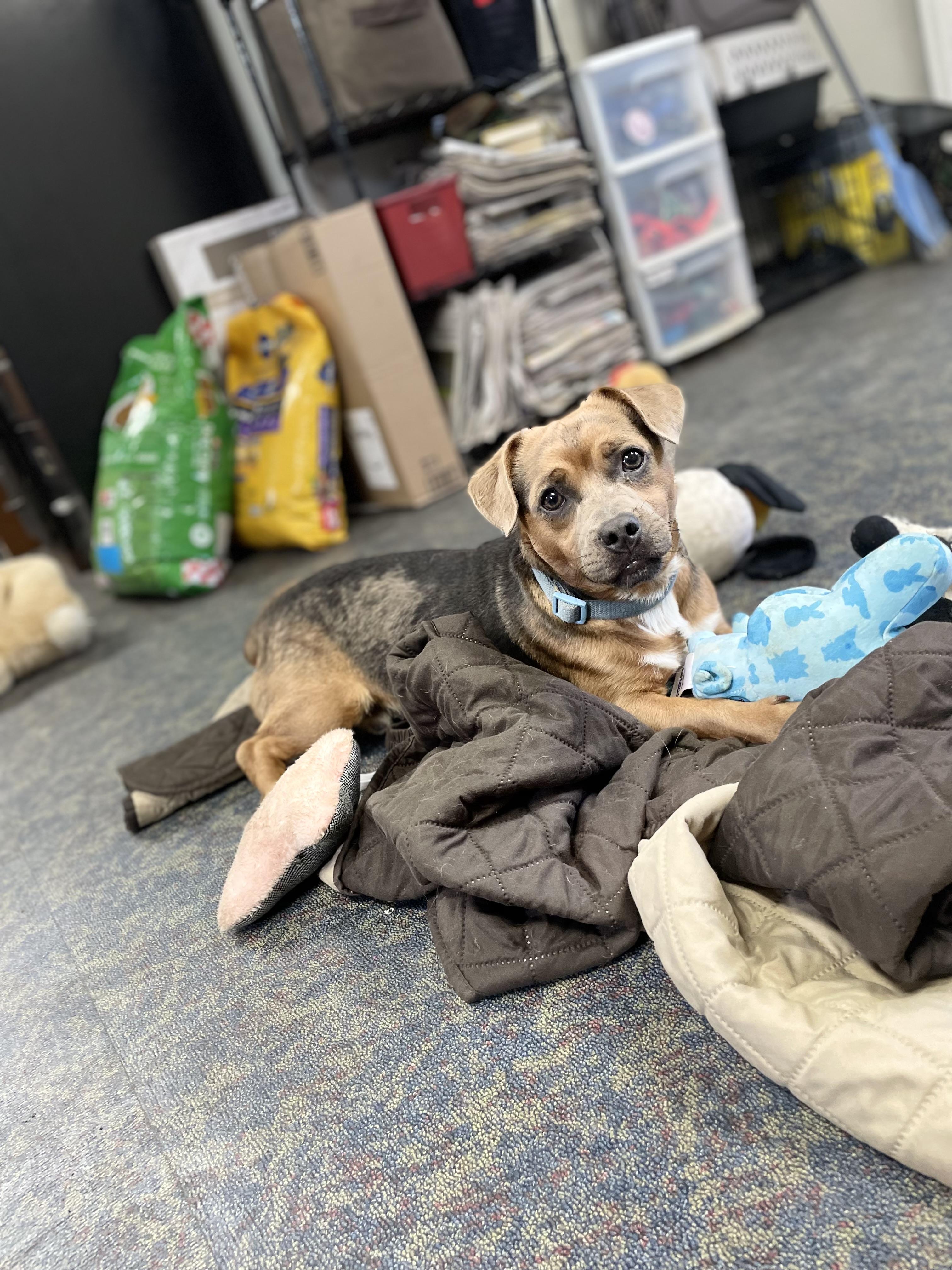 Scrappy, ADOPTABLE, Adult Male Chiweenie.