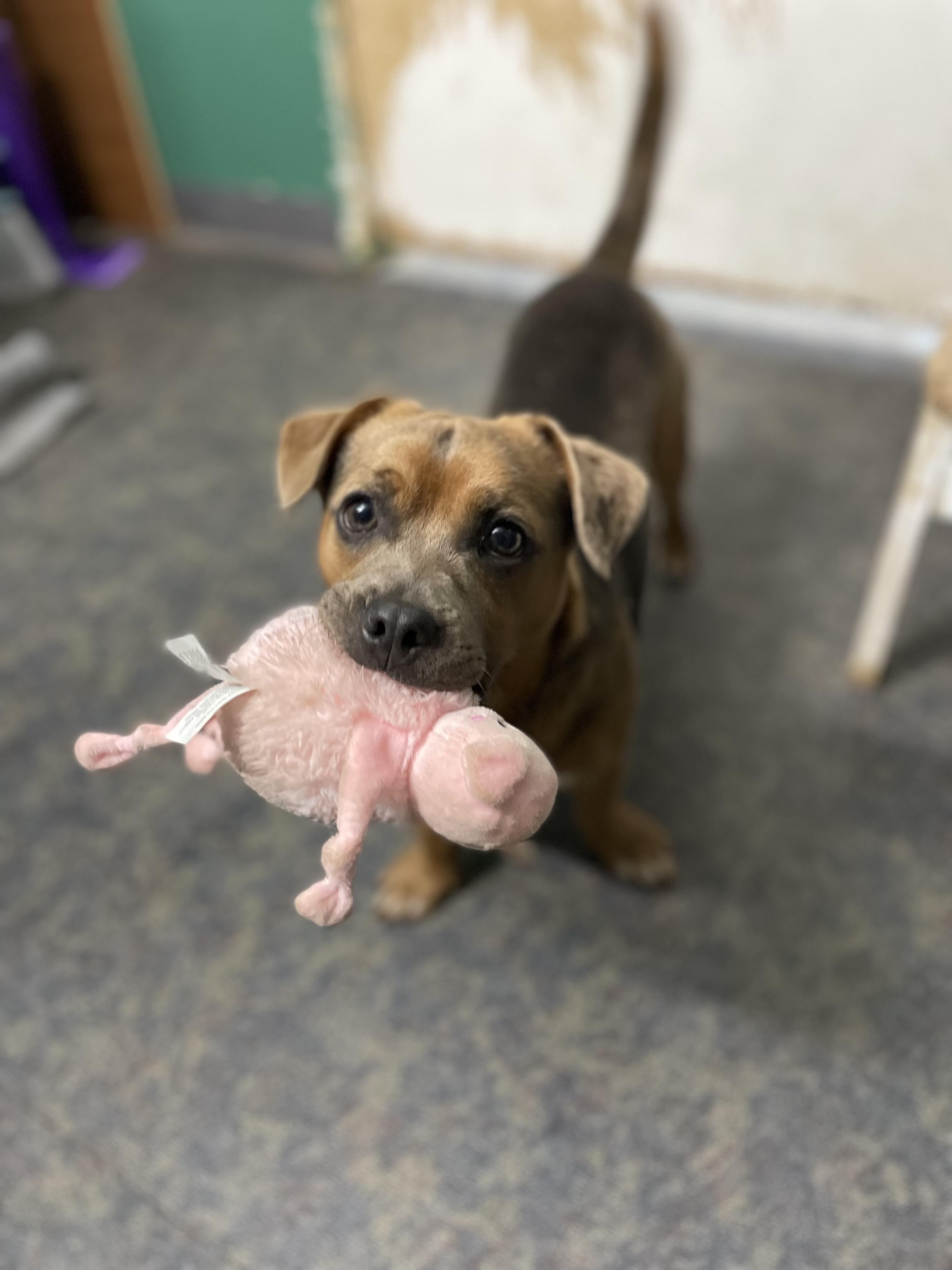 Enlarge Cappie, an adopted mixed breed in Blytheville, AR image 1/3
