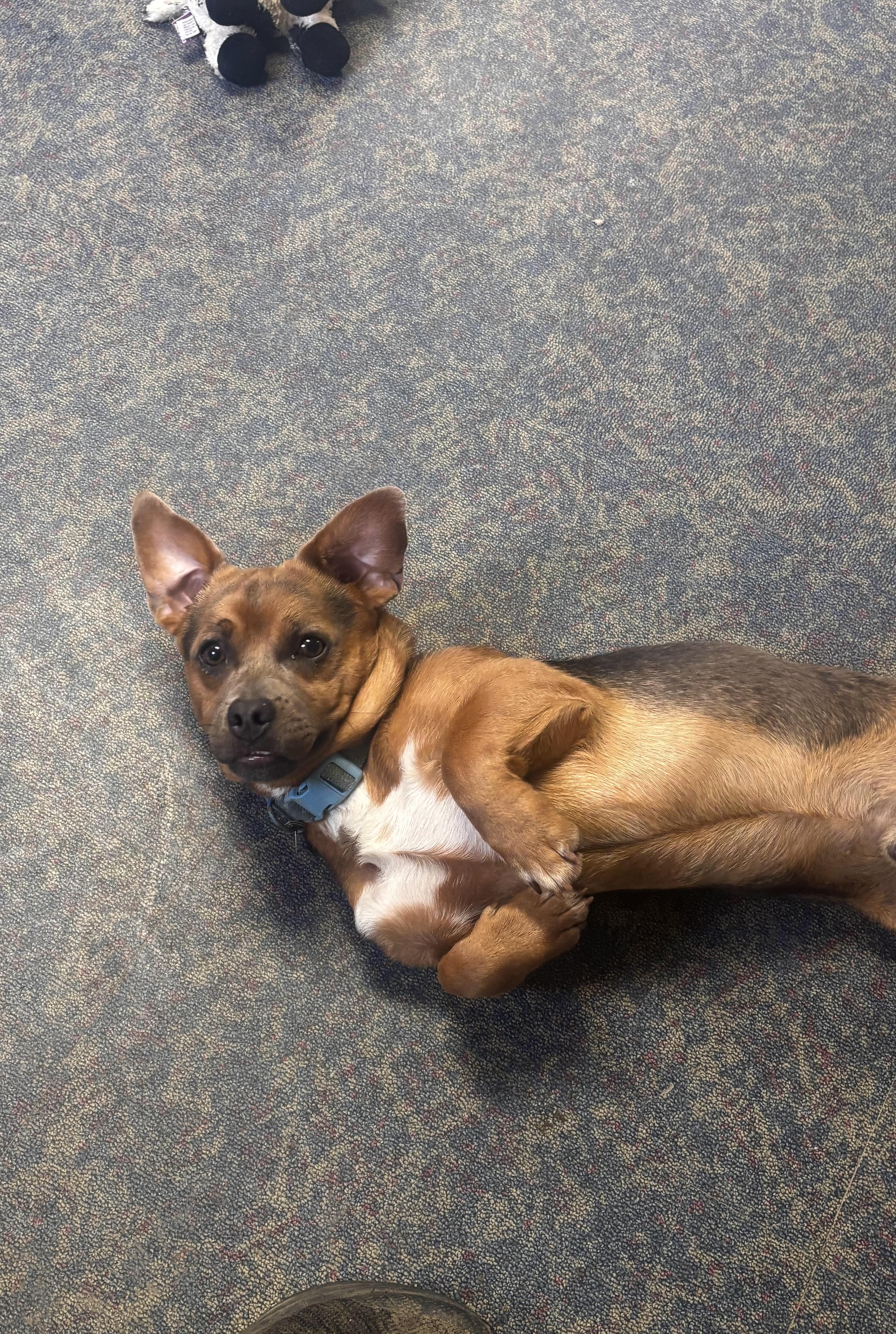 Enlarge Scrappy, a ADOPTABLE mixed breed in Blytheville, AR image 2/3