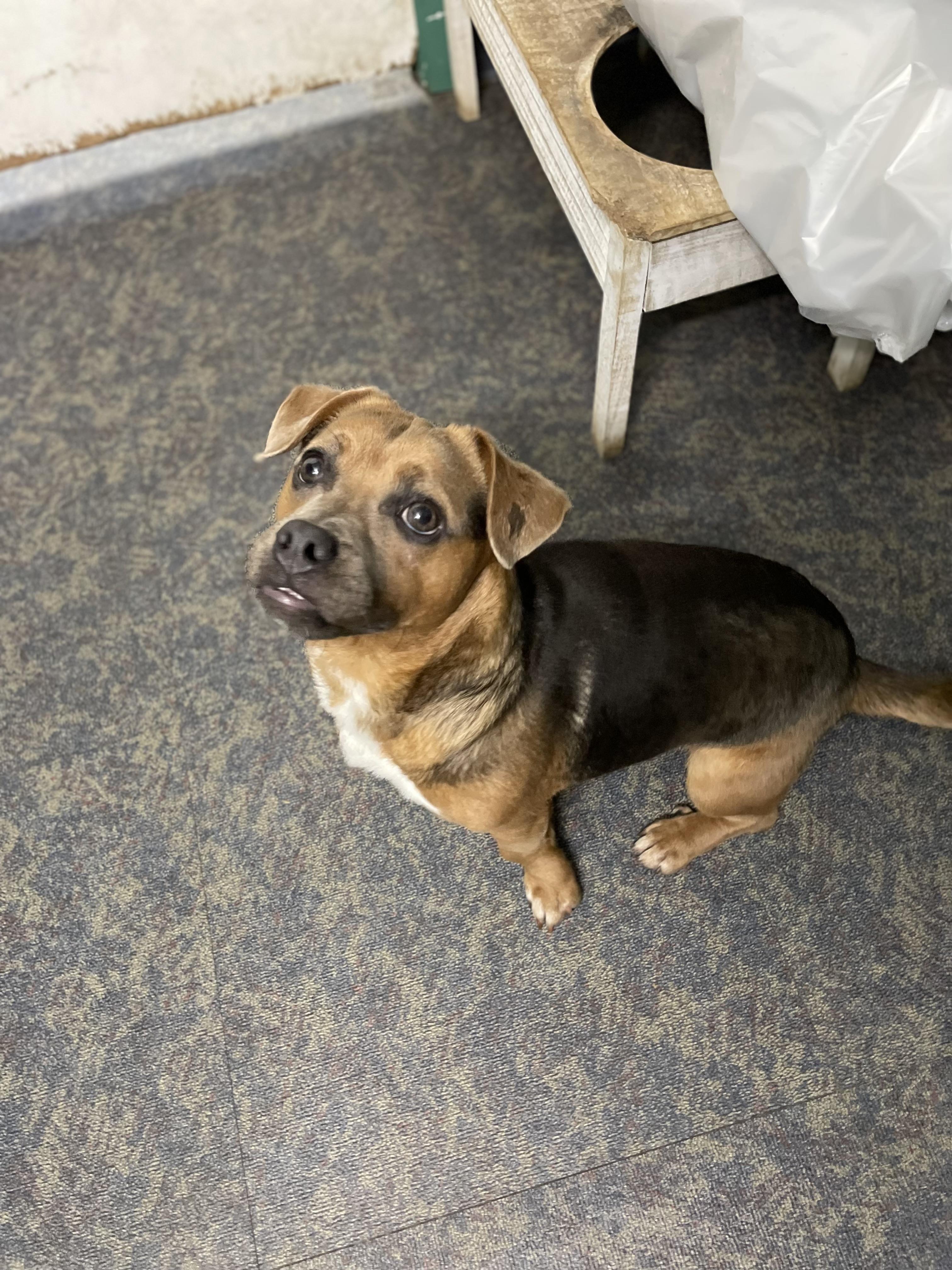 Enlarge Cappie, an adopted mixed breed in Blytheville, AR image 3/3