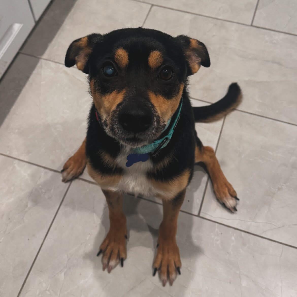 Barney, ADOPTABLE, Young Male Shepherd & Hound.