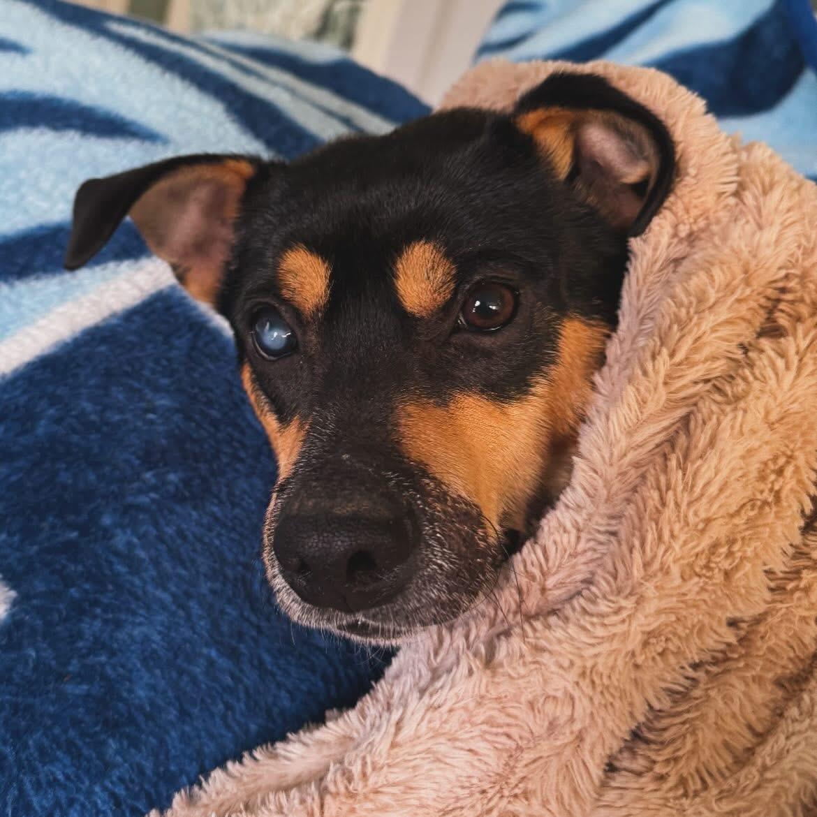 Barney, a ADOPTABLE mixed breed in West Falls, NY image 3/5