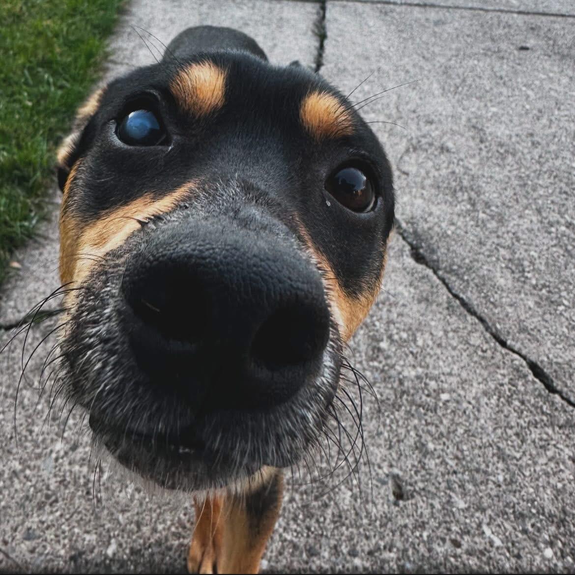 Barney, a ADOPTABLE mixed breed in West Falls, NY image 5/5