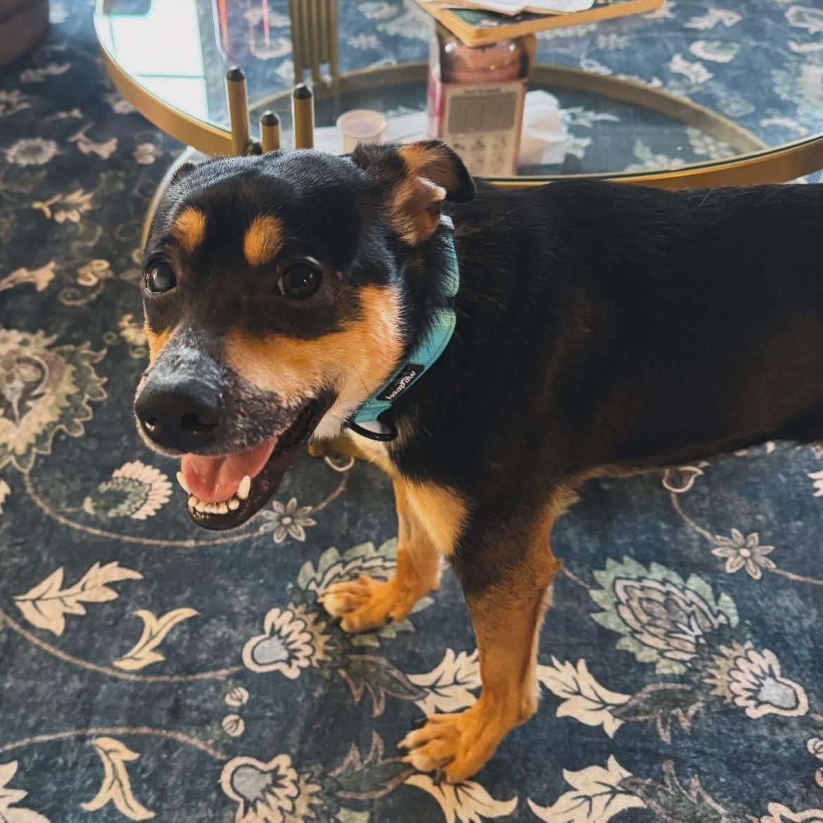 Barney, a ADOPTABLE mixed breed in West Falls, NY image 2/5