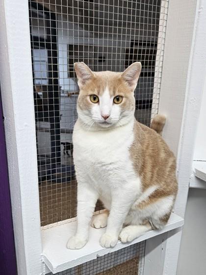 Clover, a Adoptable Domestic Short Hair in Freeport, IL image 1/2