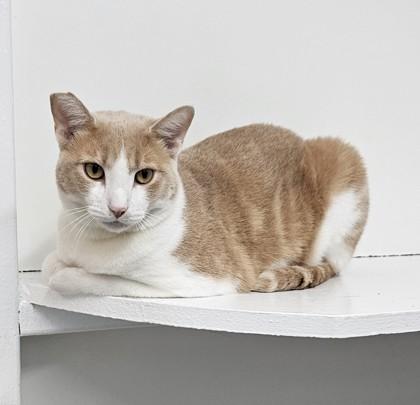 Clover, Adoptable, Adult Male Domestic Short Hair & Domestic Short Hair.