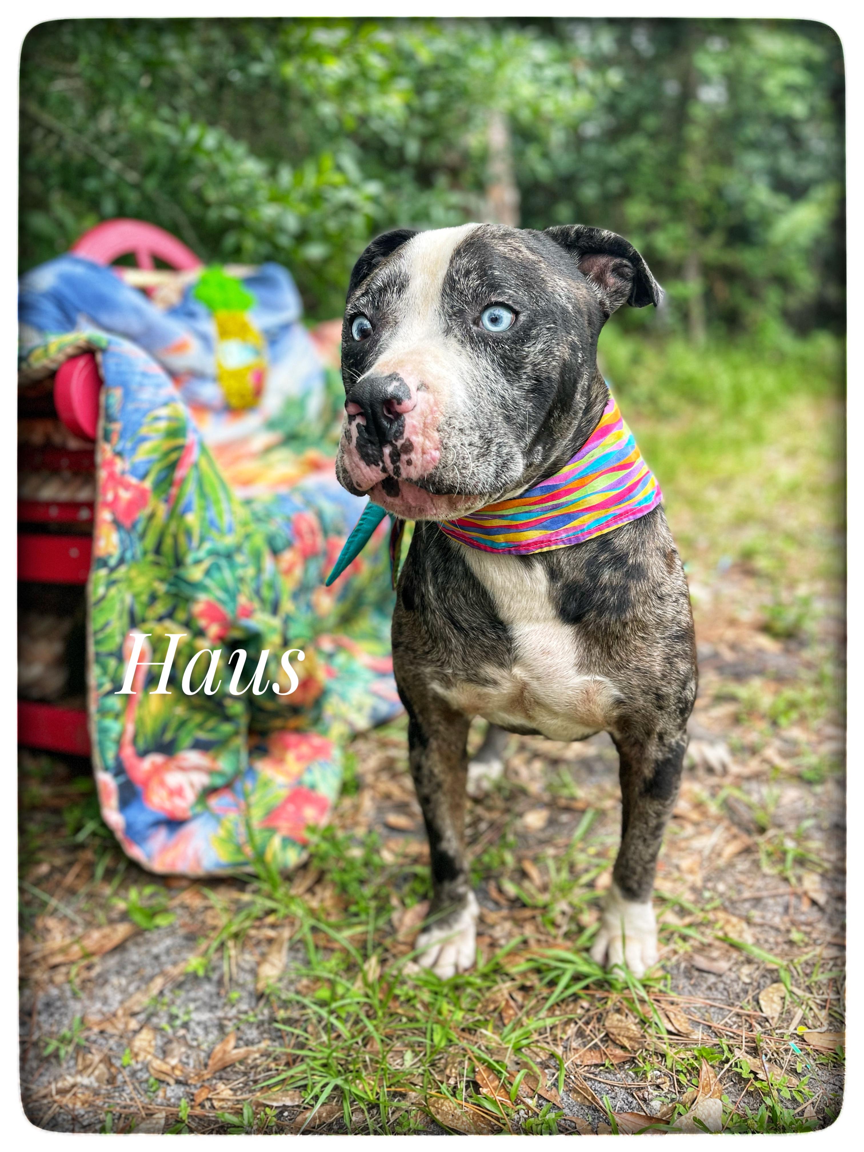Enlarge Haus, a Adoptable mixed breed in Sebring, FL image 1/5