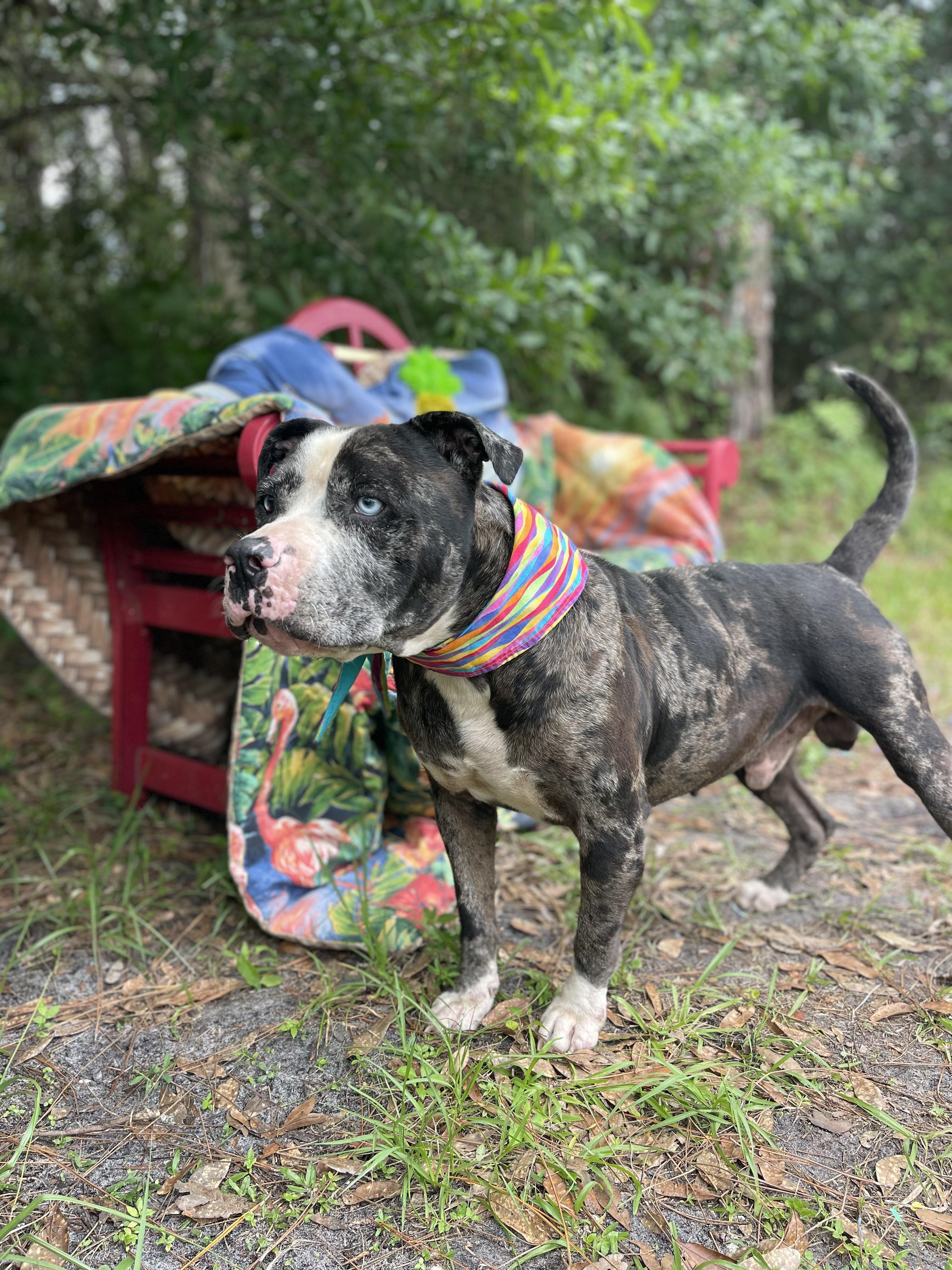 Enlarge Haus, a Adoptable mixed breed in Sebring, FL image 4/5
