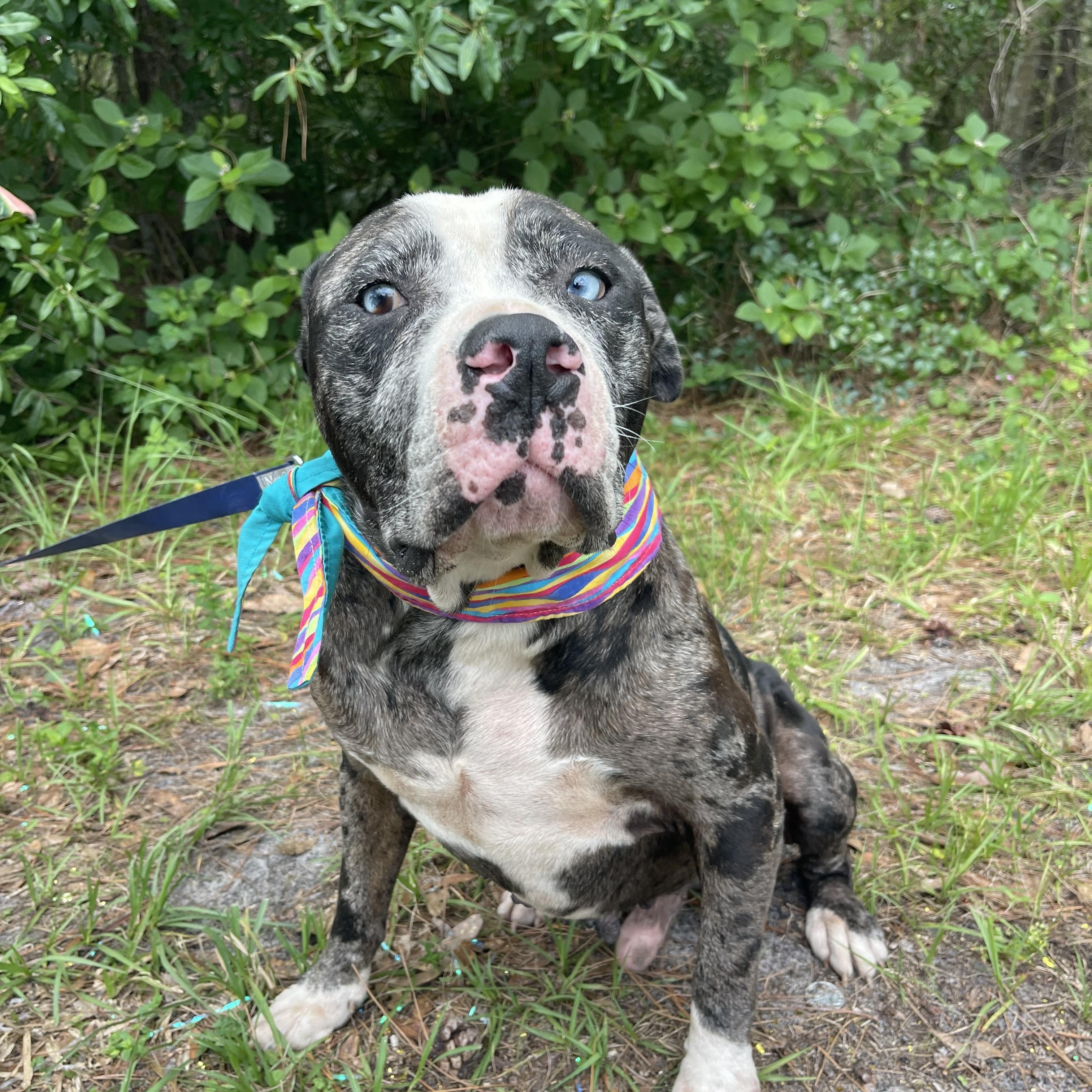 Enlarge Haus, a Adoptable mixed breed in Sebring, FL image 3/5