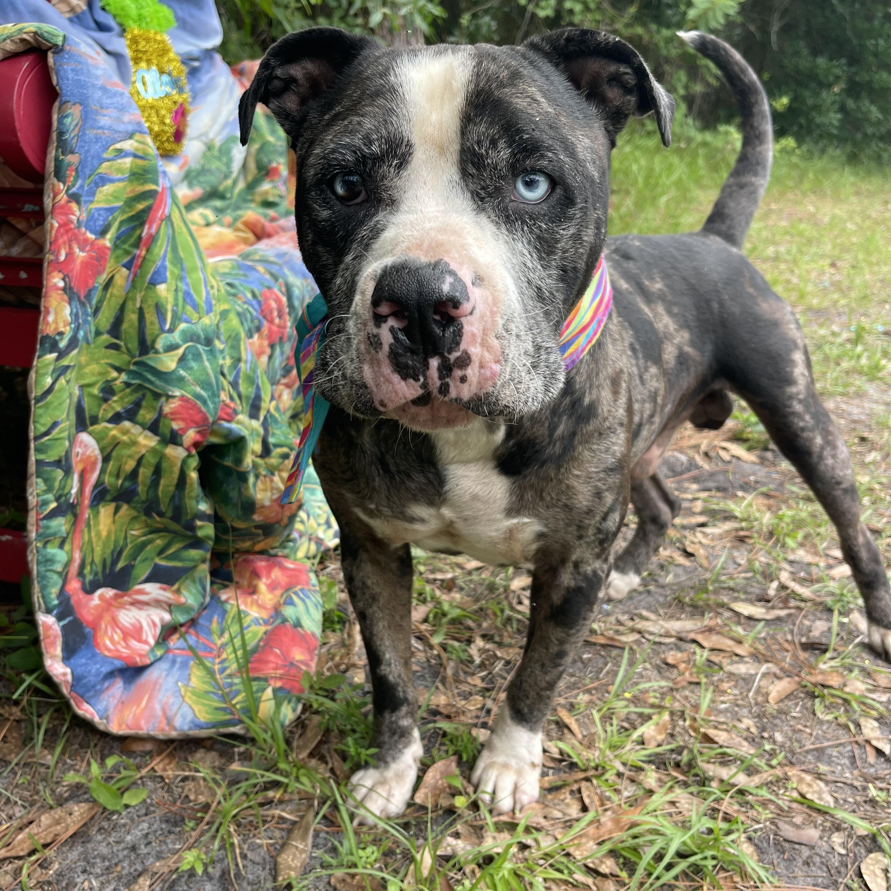 Enlarge Haus, a Adoptable mixed breed in Sebring, FL image 2/5