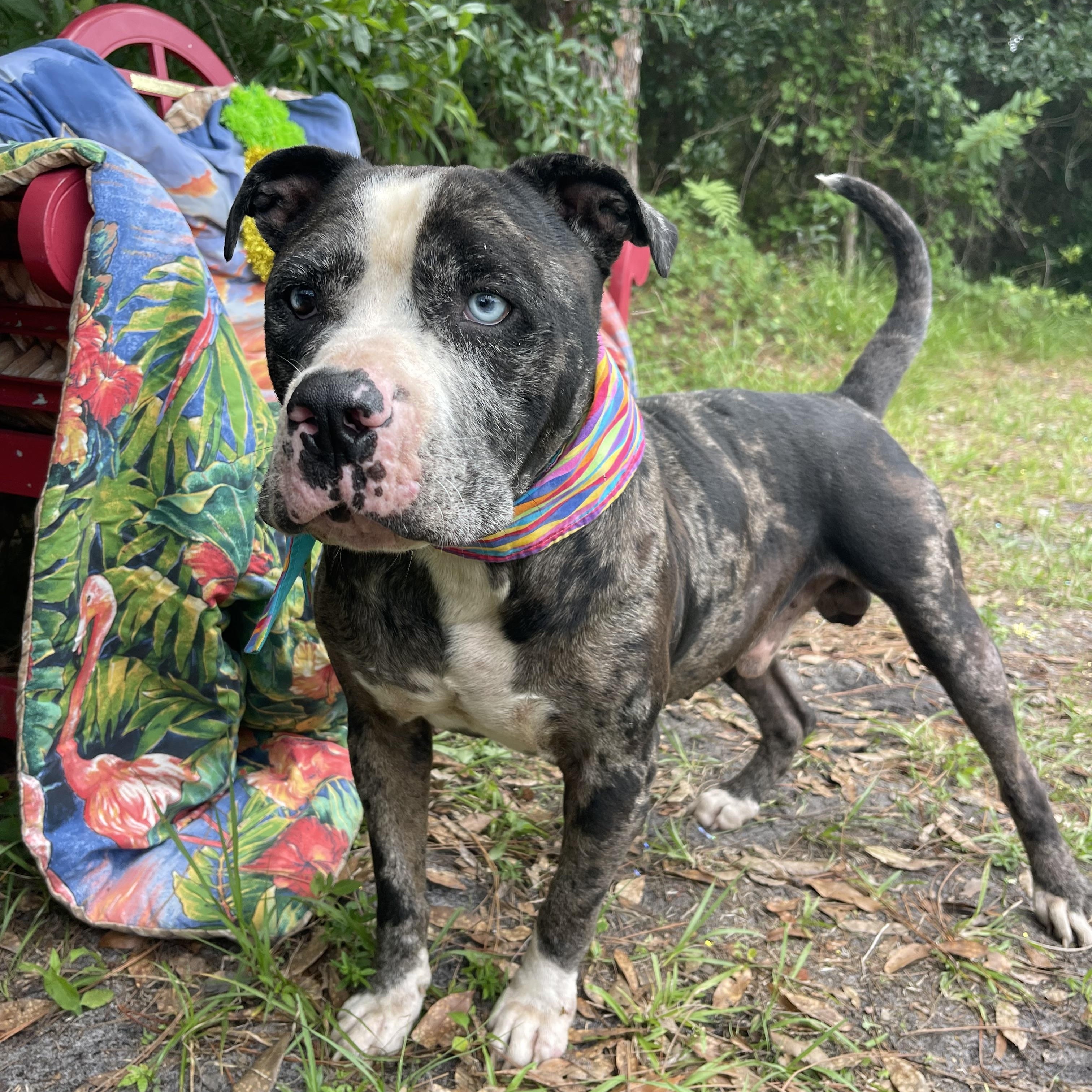 Enlarge Haus, a Adoptable mixed breed in Sebring, FL image 5/5