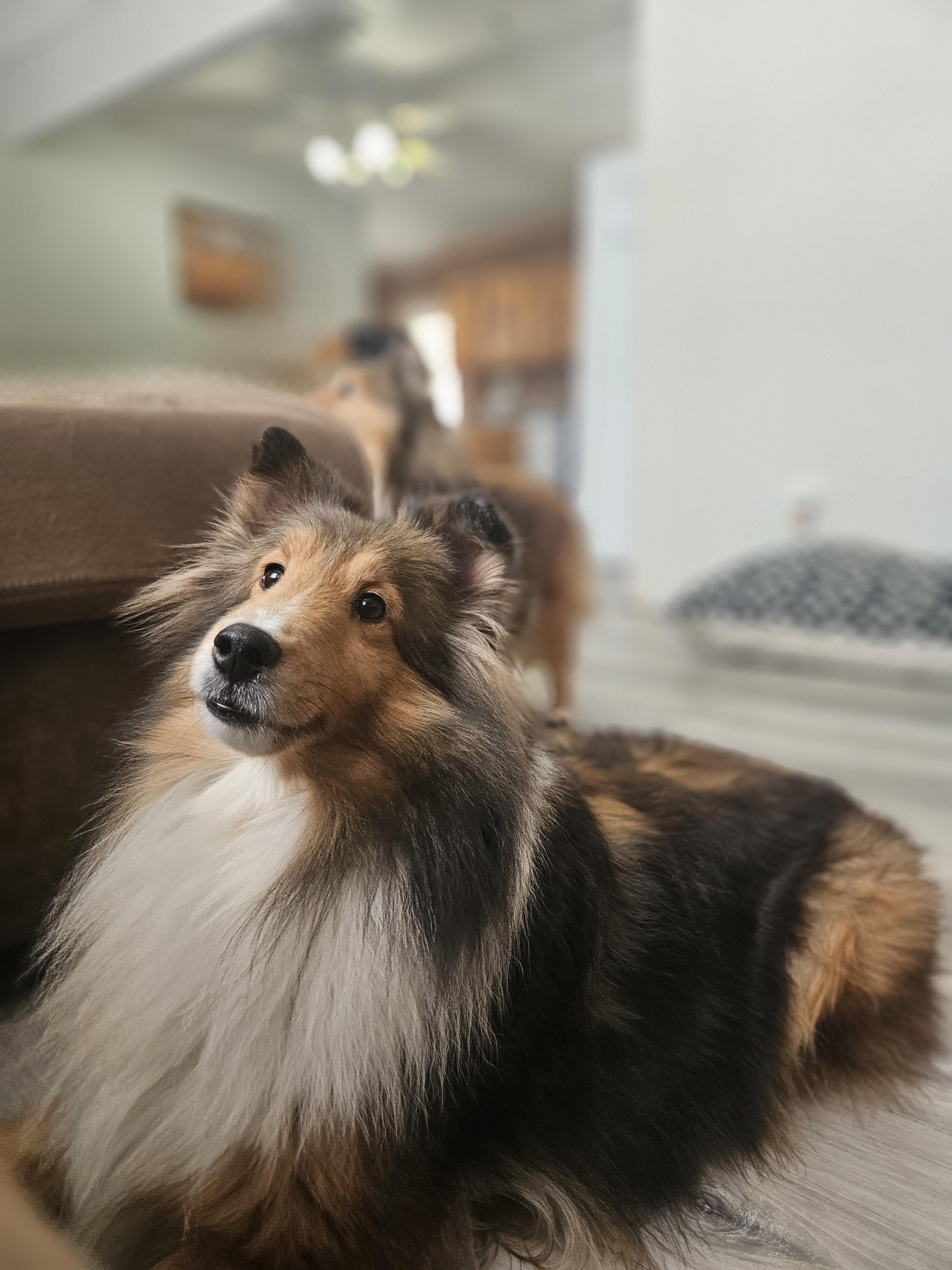 Adele-read bio before inquiring, adoptable, Adult Female Shetland Sheepdog / Sheltie.
