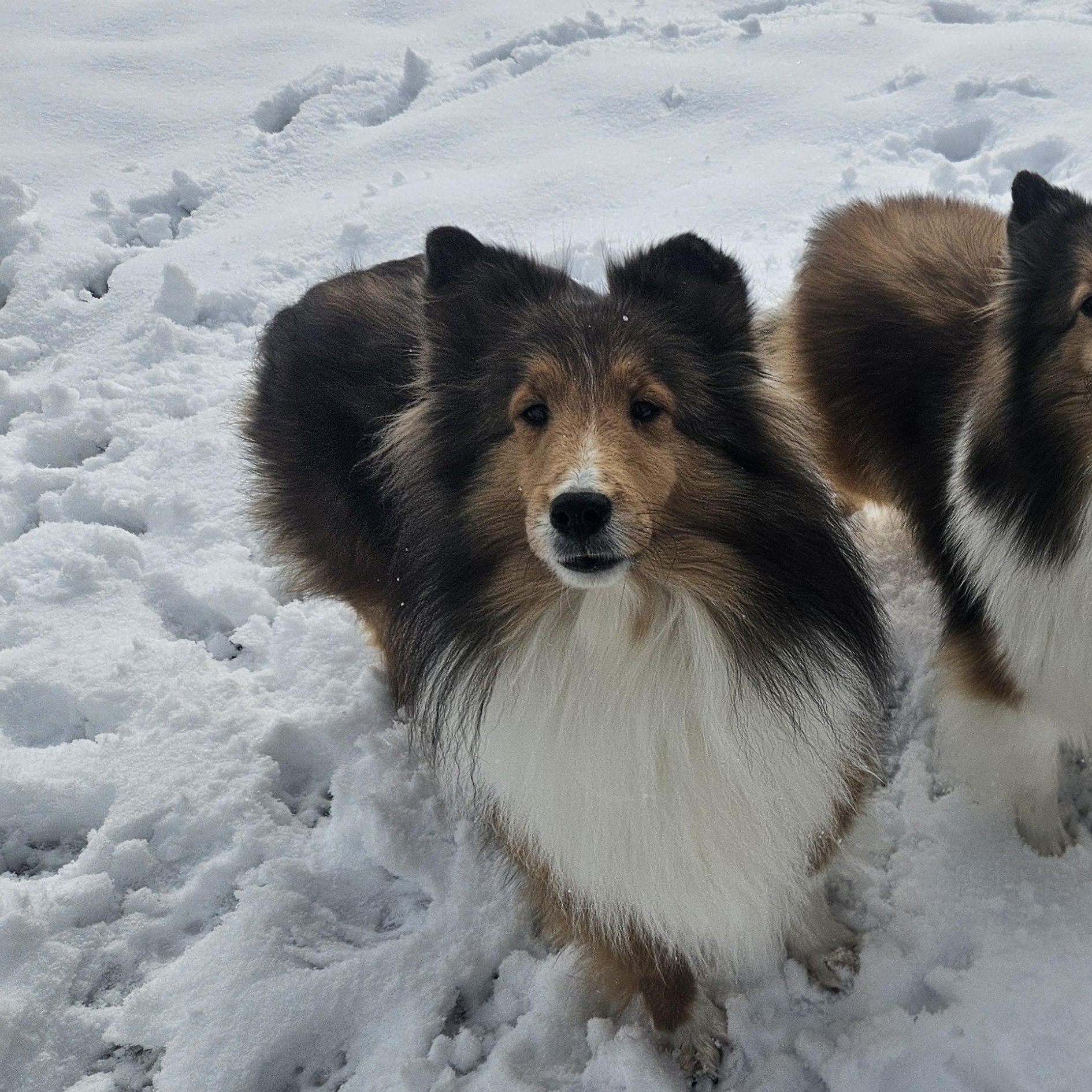 Enlarge Adele-read bio before inquiring, an adoptable Shetland Sheepdog / Sheltie in Ramsey, IN image 2/3