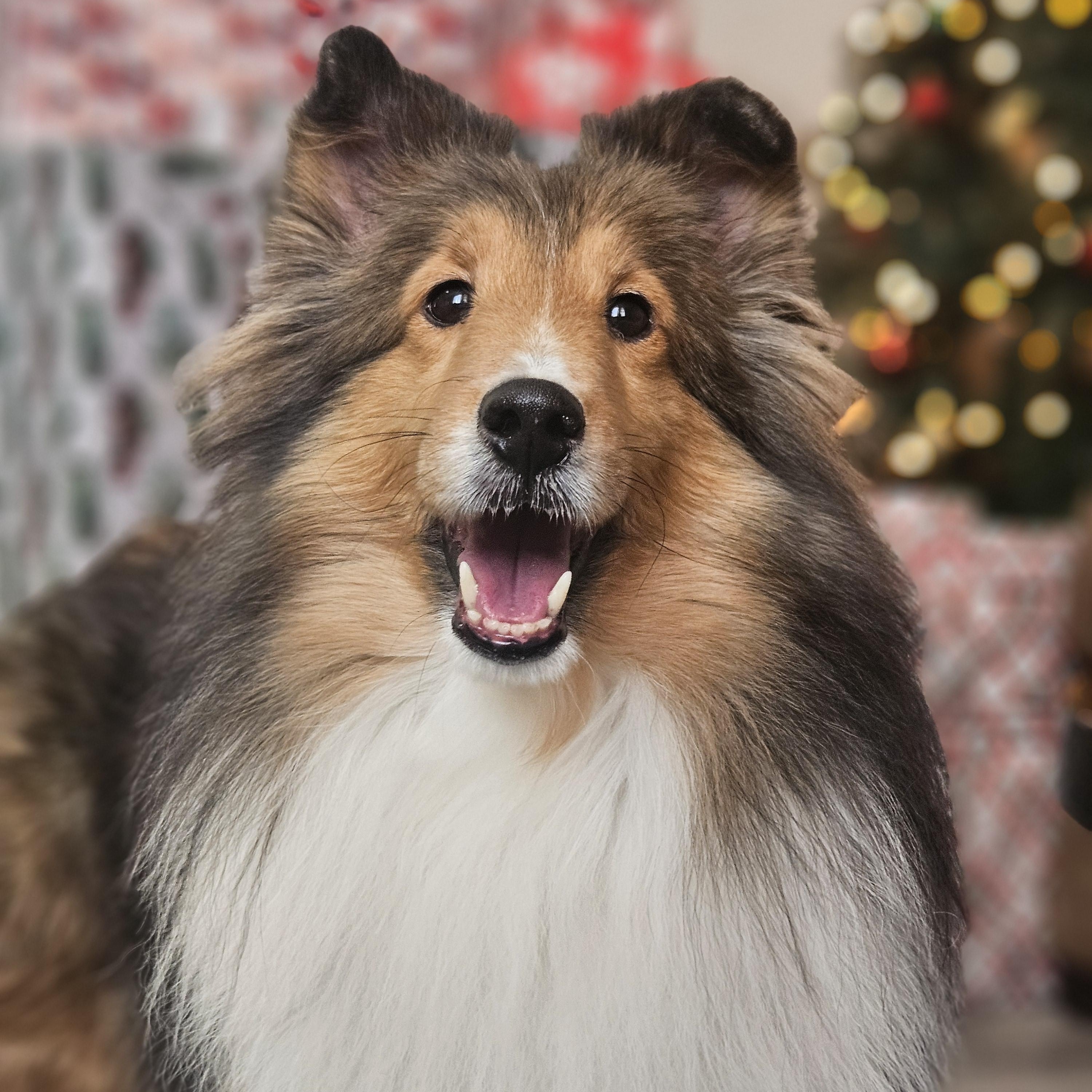 Enlarge Adele-read bio before inquiring, an adoptable Shetland Sheepdog / Sheltie in Ramsey, IN image 3/3