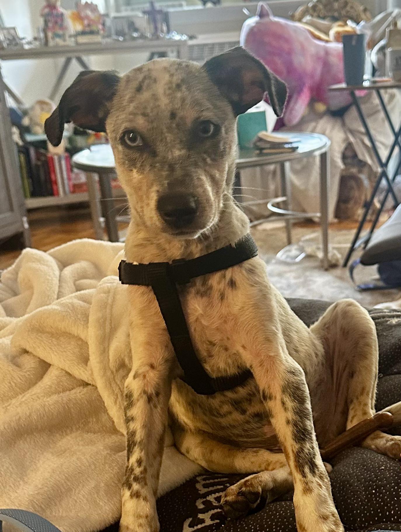 Hank has an Adoption Pending, a ADOPTABLE mixed breed in Randolph, NJ image 1/6