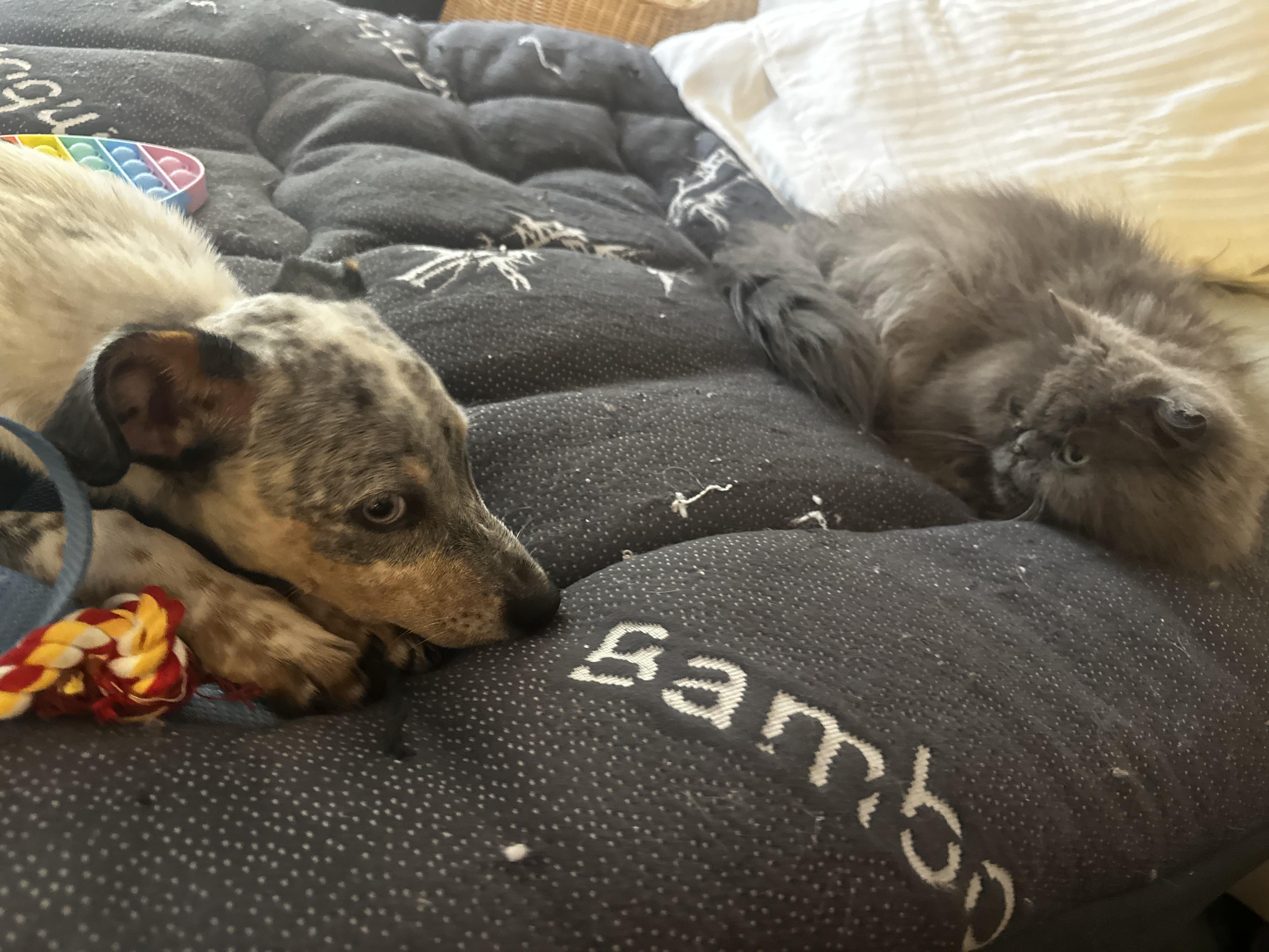 Hank has an Adoption Pending, a ADOPTABLE mixed breed in Randolph, NJ image 3/6