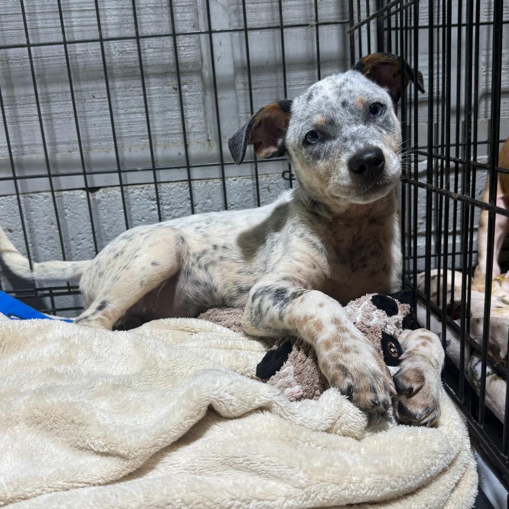 Enlarge Hank, a ADOPTABLE Australian Cattle Dog / Blue Heeler in Randolph, NJ image 1/1