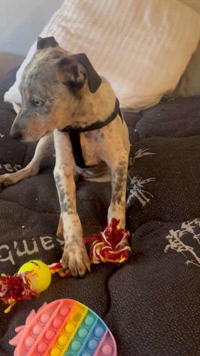 Enlarge Hank has an Adoption Pending, a ADOPTABLE mixed breed in Randolph, NJ video 4/6