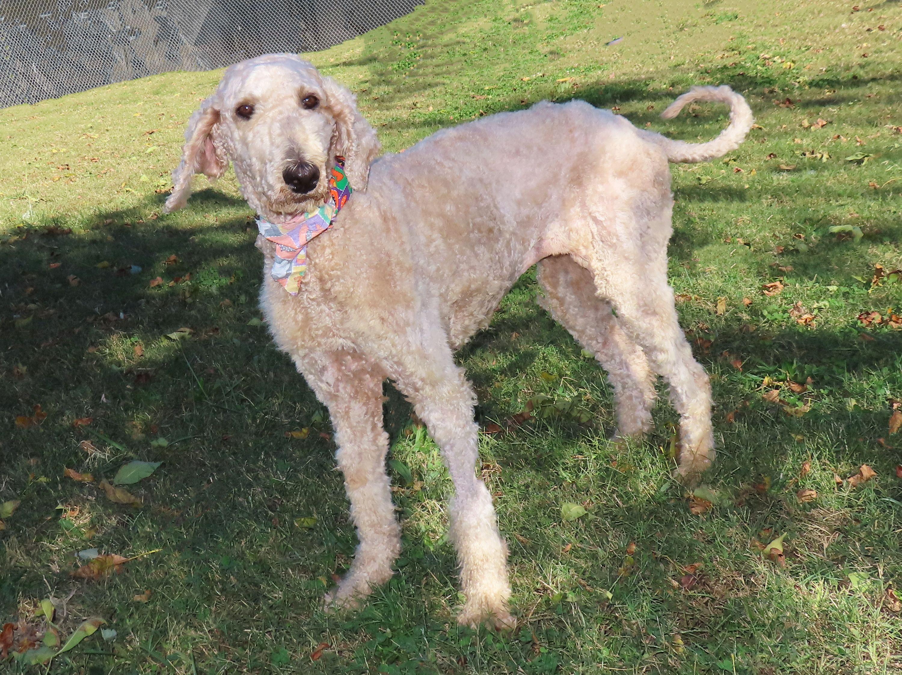 Trish  ADOPTED 25C-274