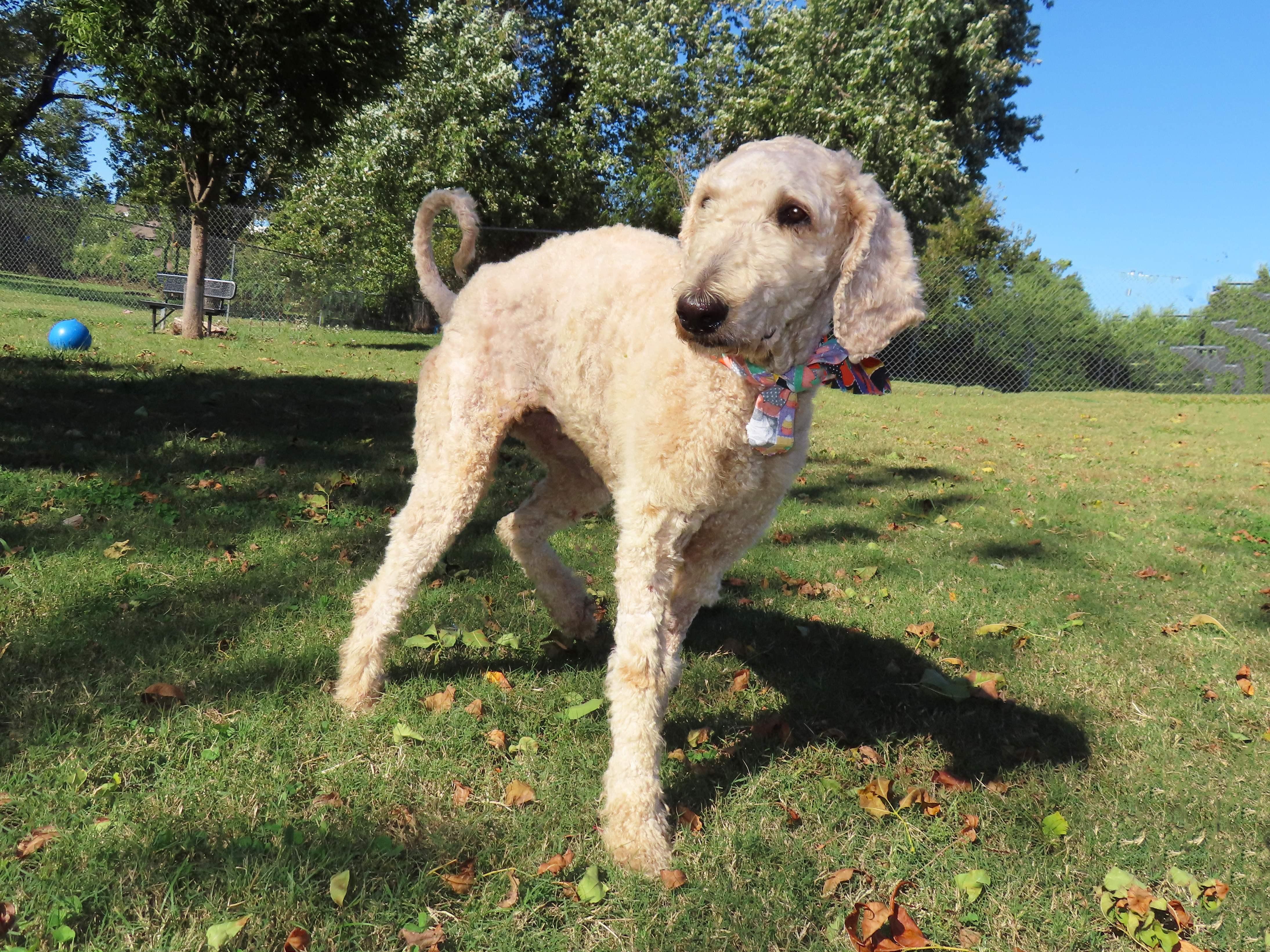 Trish  ADOPTED 25C-274