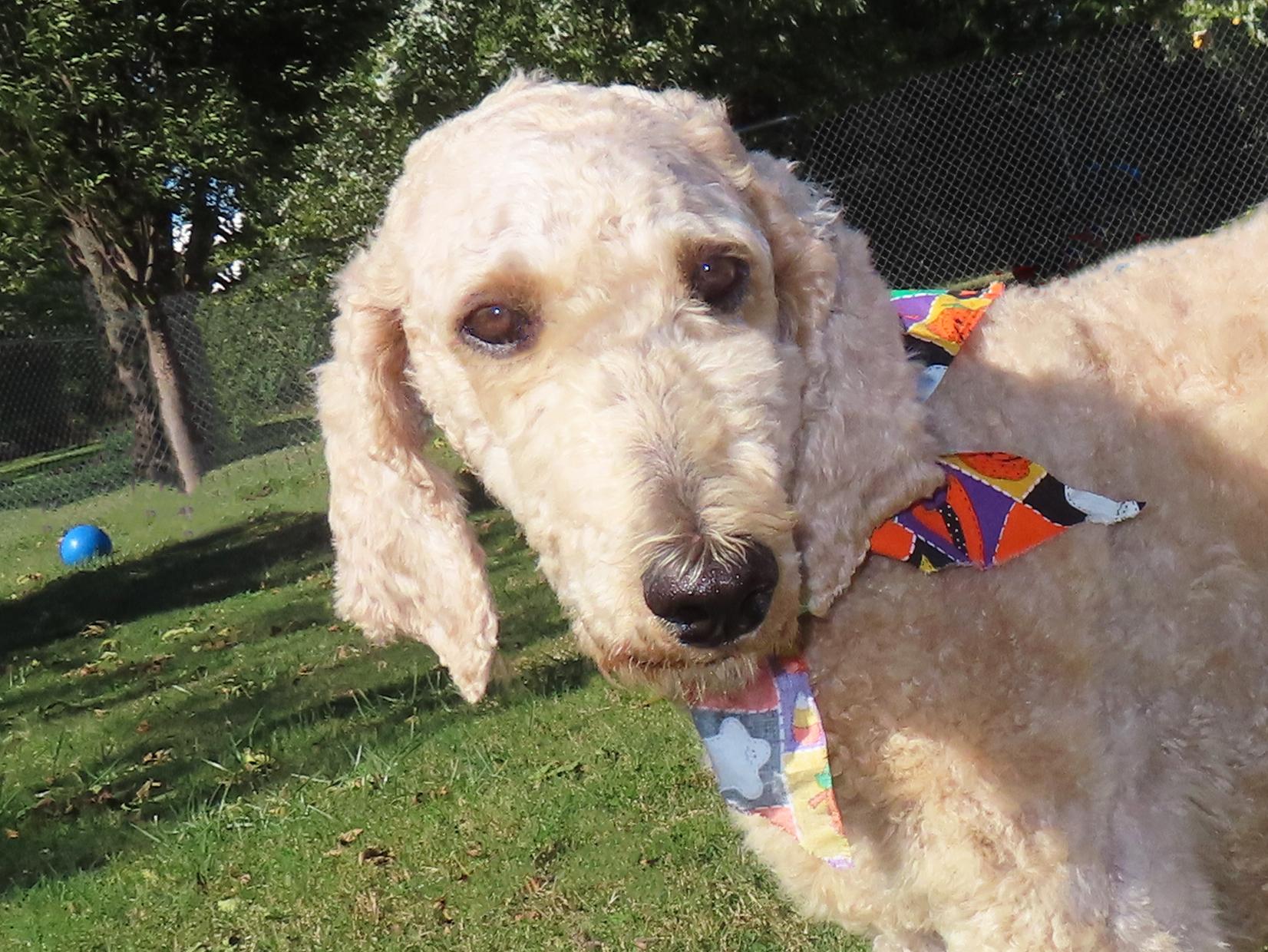 Trish  ADOPTED 25C-274