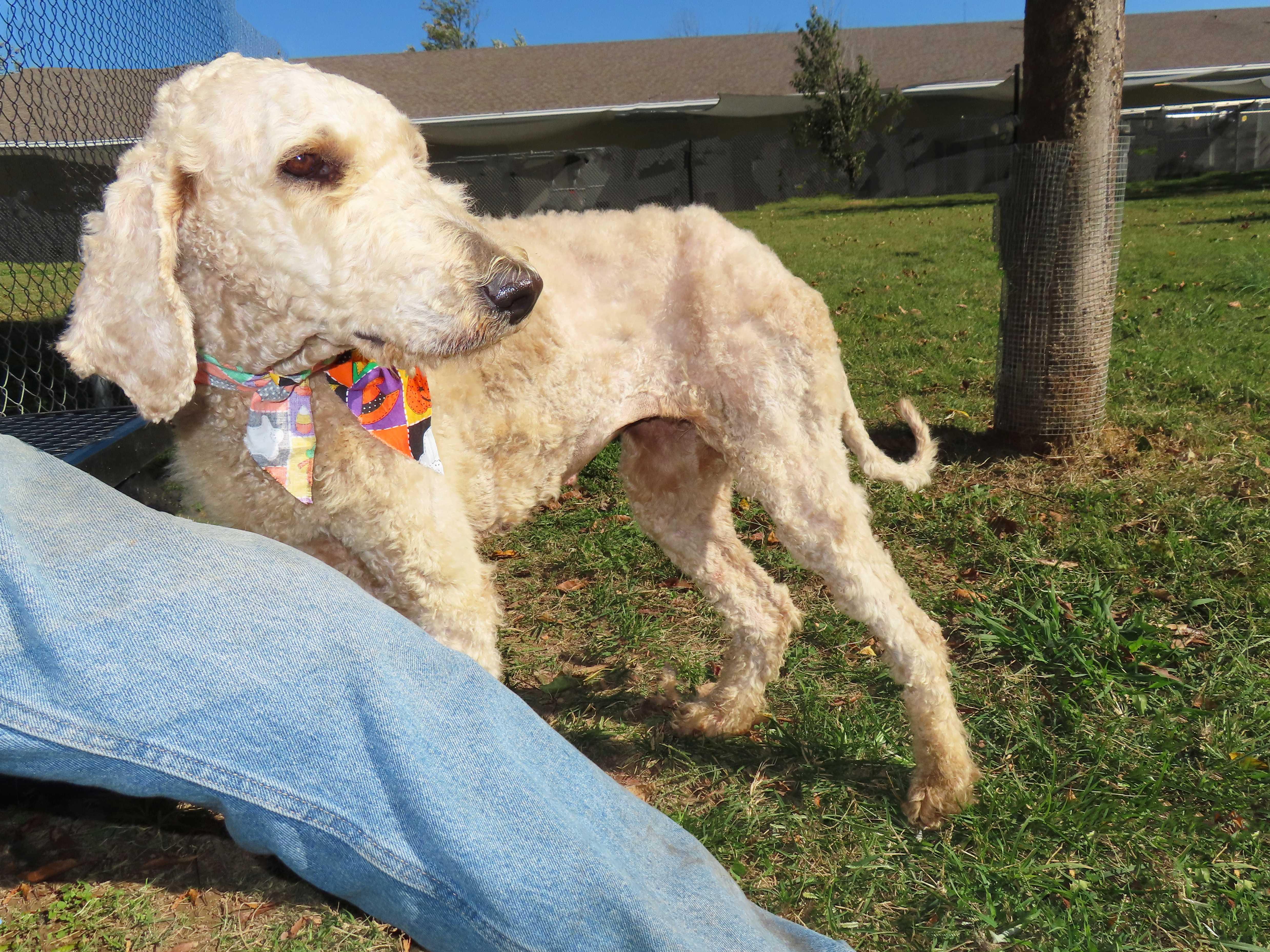 Trish  ADOPTED 25C-274