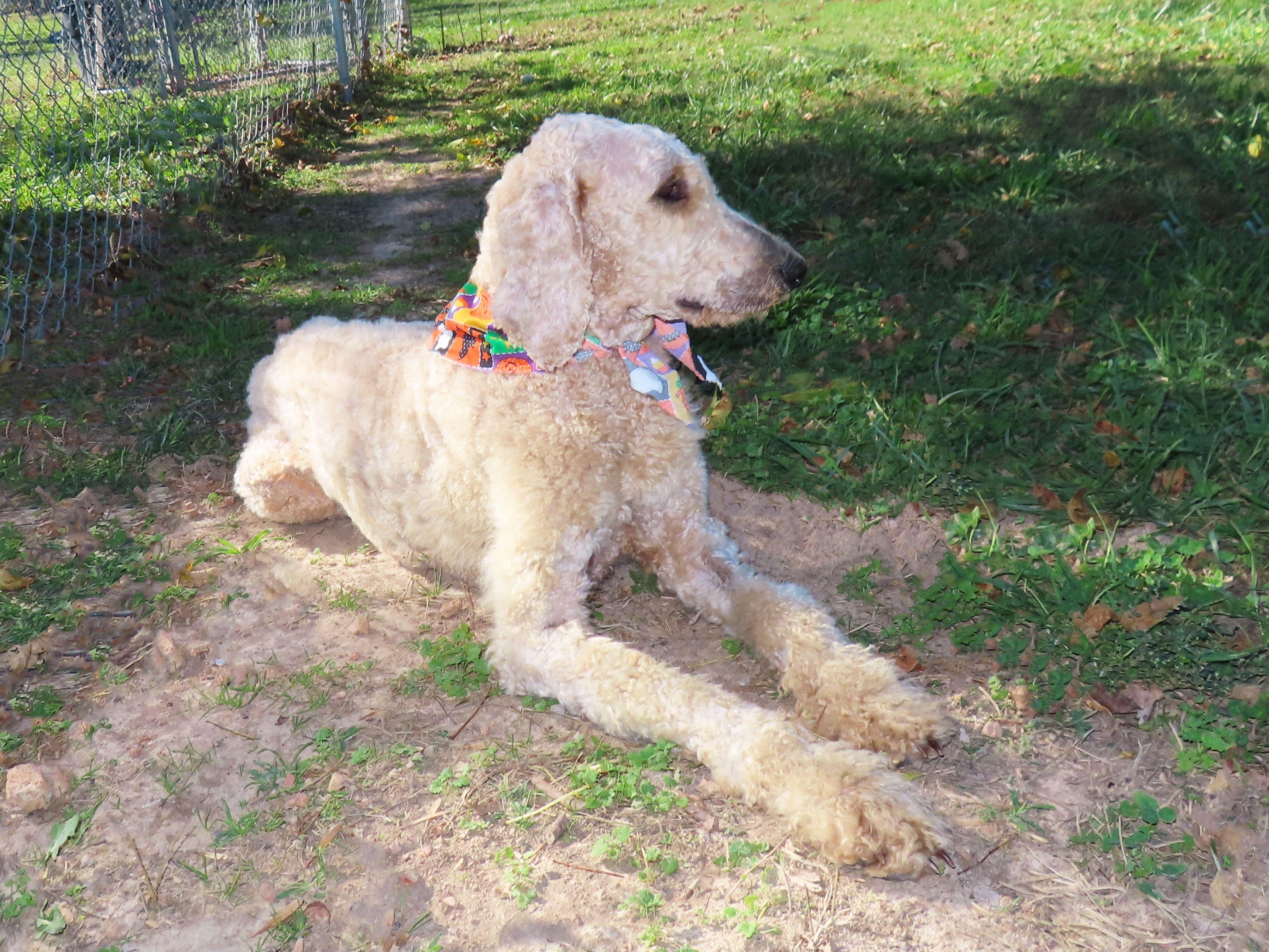 Trish  ADOPTED 25C-274