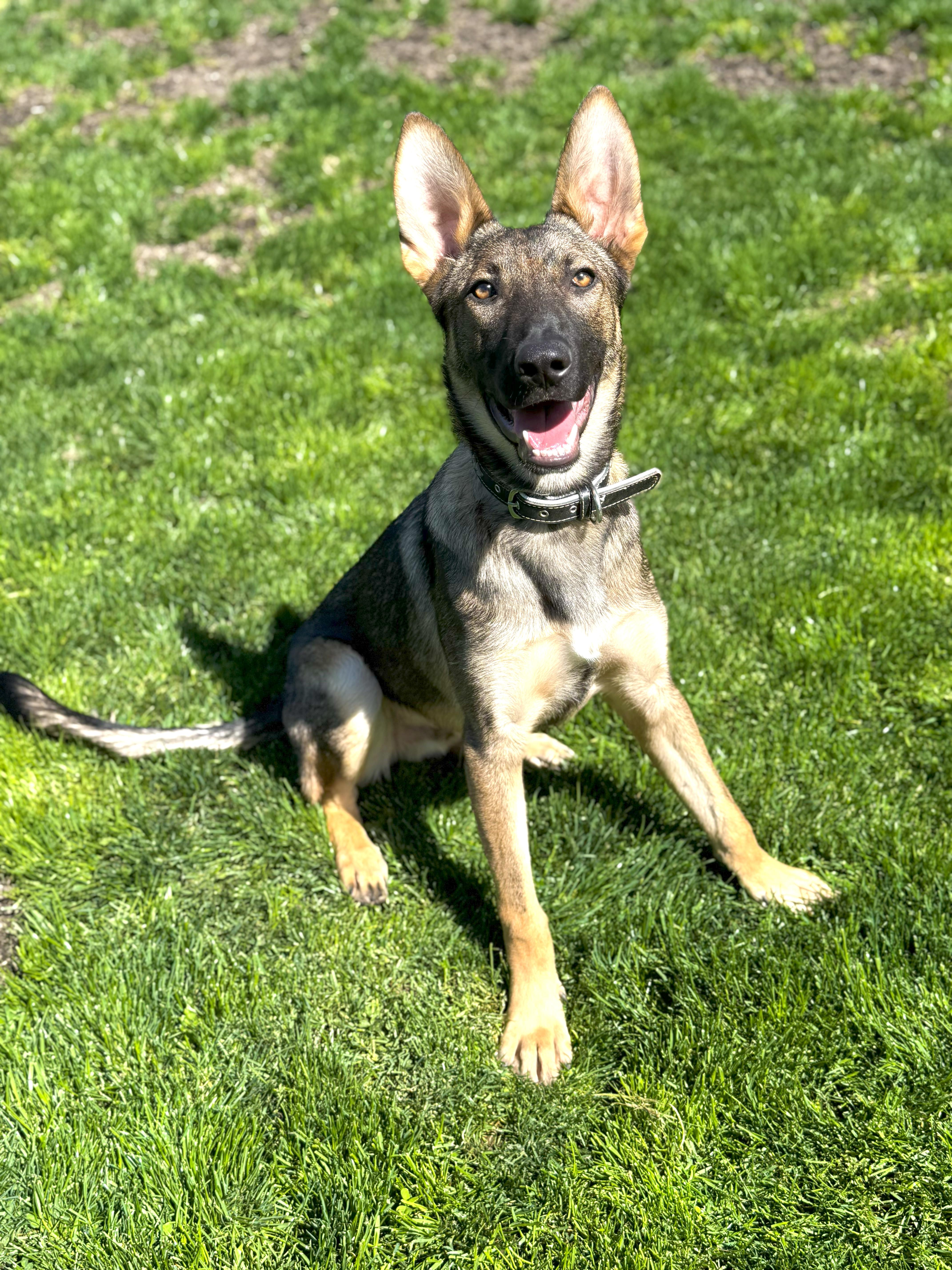 Ronan, Adopted, Puppy Male German Shepherd Dog.