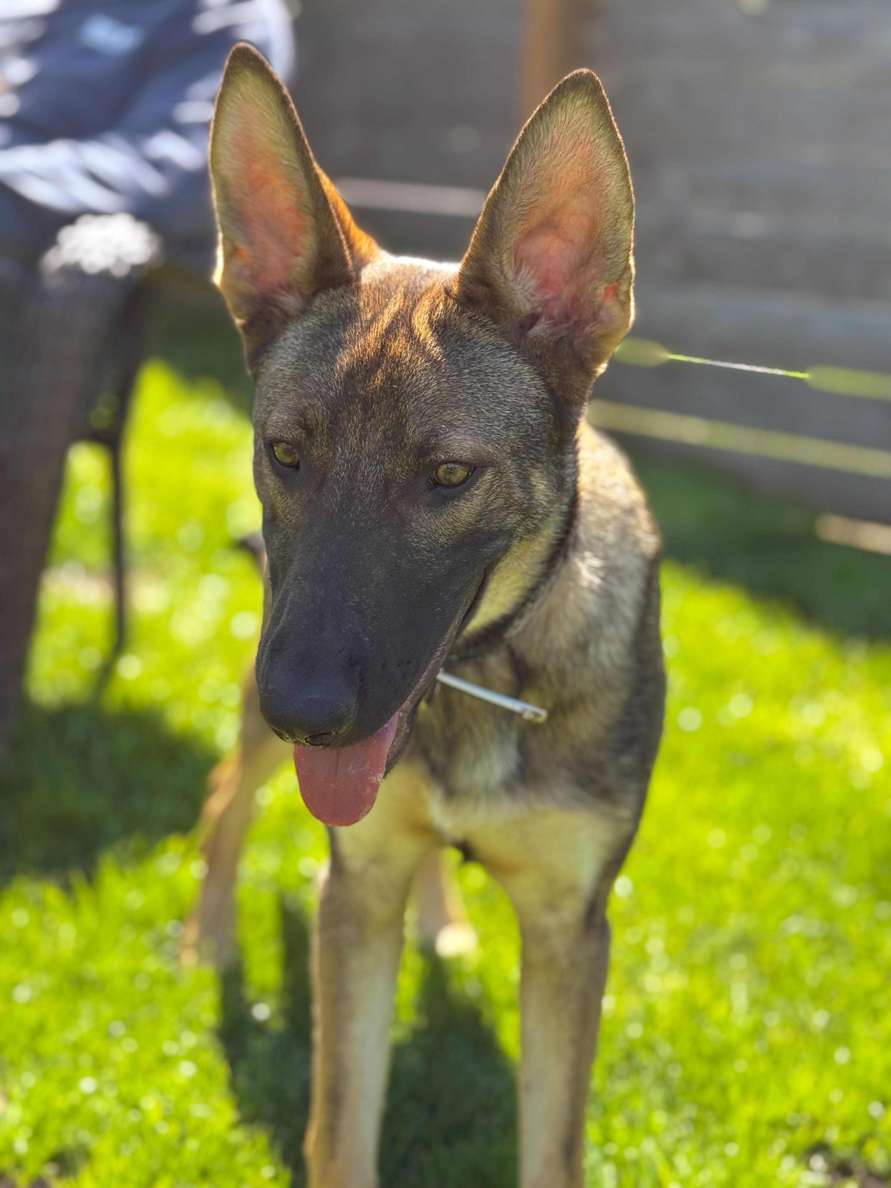 Ronan, a Adopted German Shepherd Dog in Bellevue, WA image 2/4