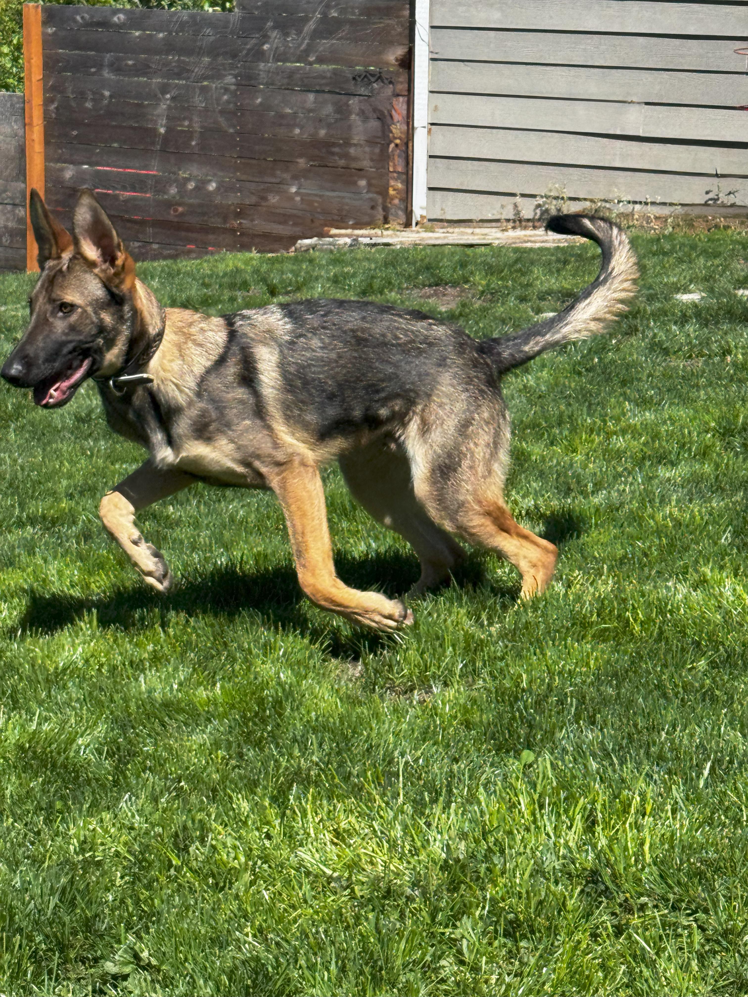 Ronan, a Adopted German Shepherd Dog in Bellevue, WA image 3/4